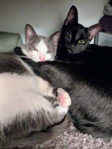 pxl 20250210 050048882~2